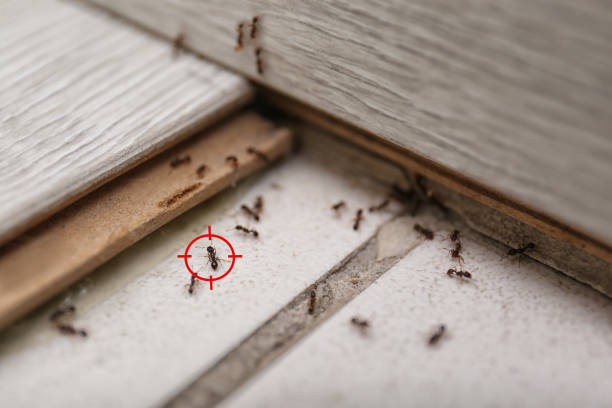 Best Pest Inspection Near Me  in Riverse, ID
