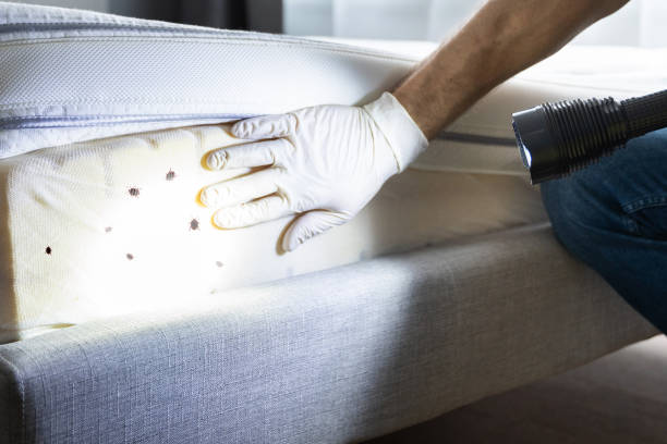 Best Flea Control Services  in Riverse, ID
