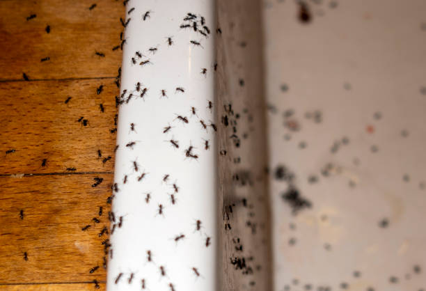 Best Rat Extermination Near Me  in Riverse, ID