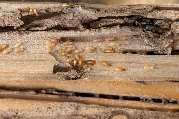 Best Cockroach Control Services  in Riverse, ID