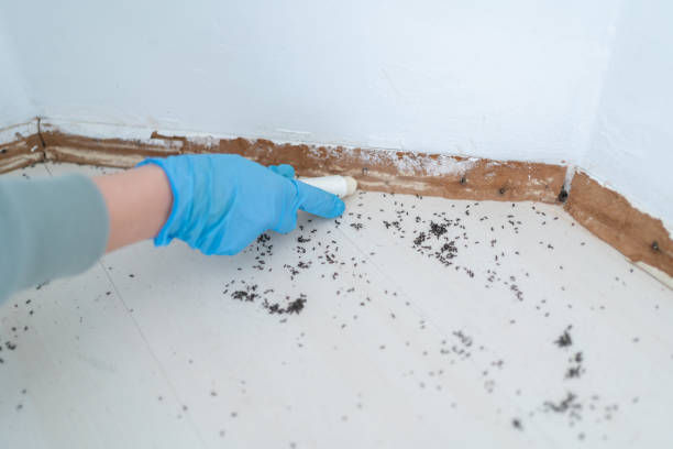 Best Emergency Pest Control  in Riverse, ID